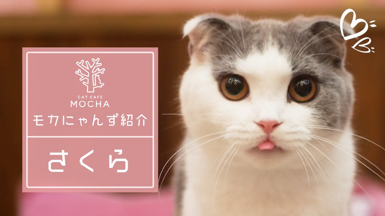 さくら（スコティッシュフォールド♀）イオンモール大日店