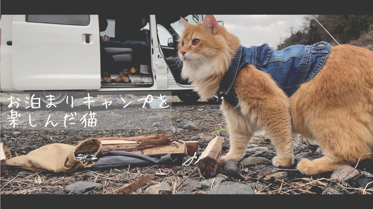 お泊りキャンプを楽しんだ猫【アメリカンカール】