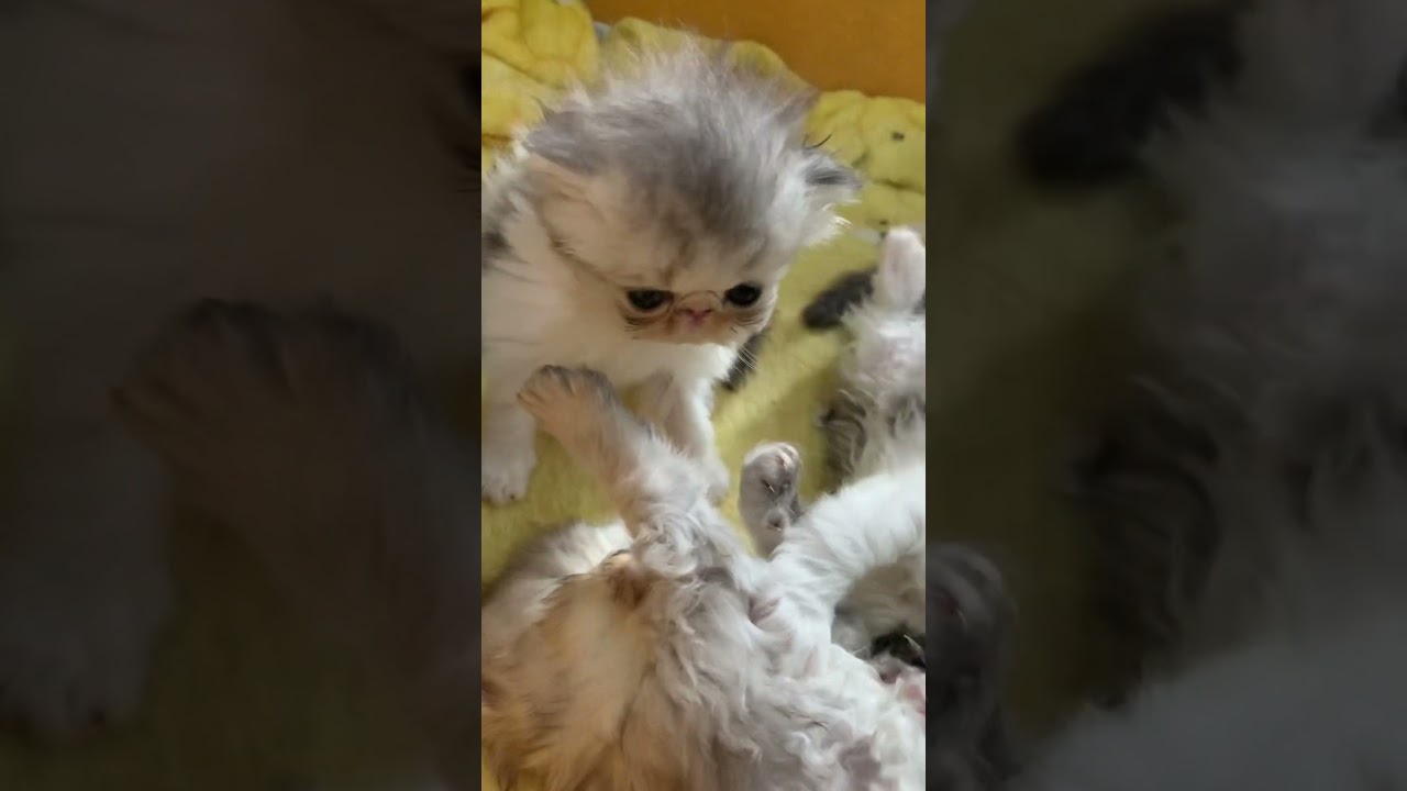 My Purfect Cats #persiancat #catsofyoutube #catlovers #catshorts