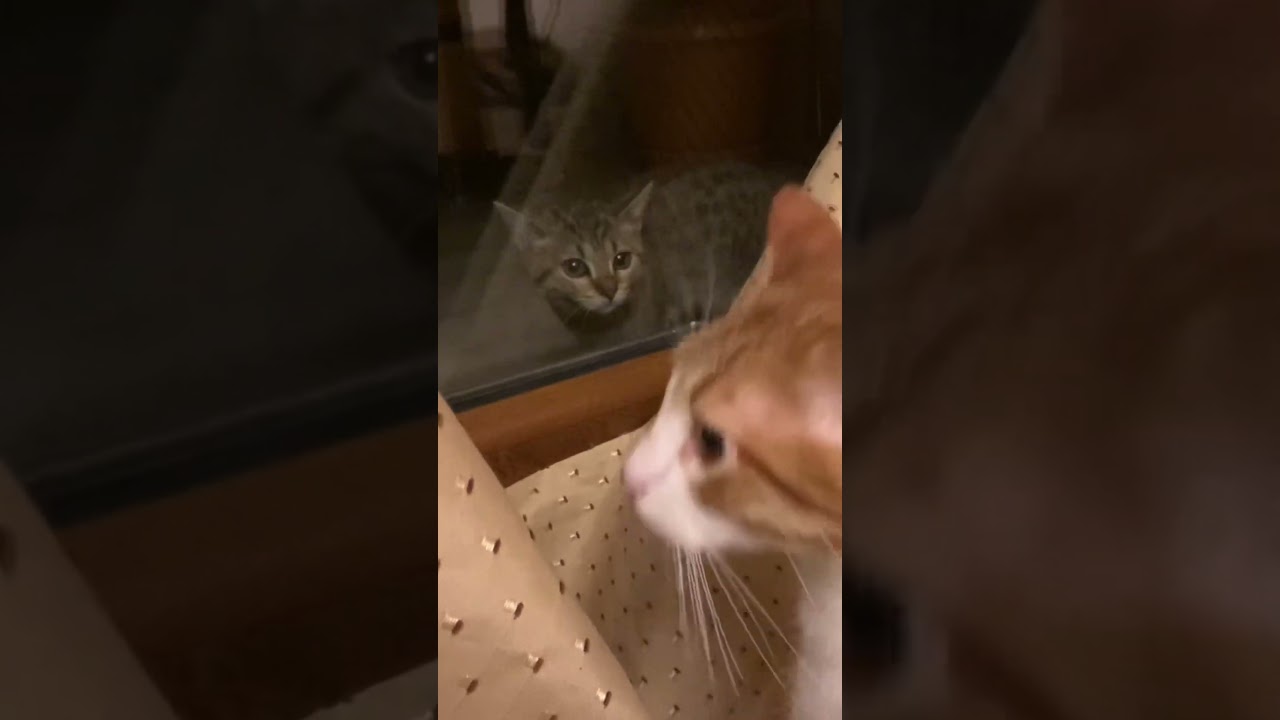ずっと一緒にいよう🧡〜兄妹猫たぬきつねの物語〜　#猫 #cat #保護猫 #shorts