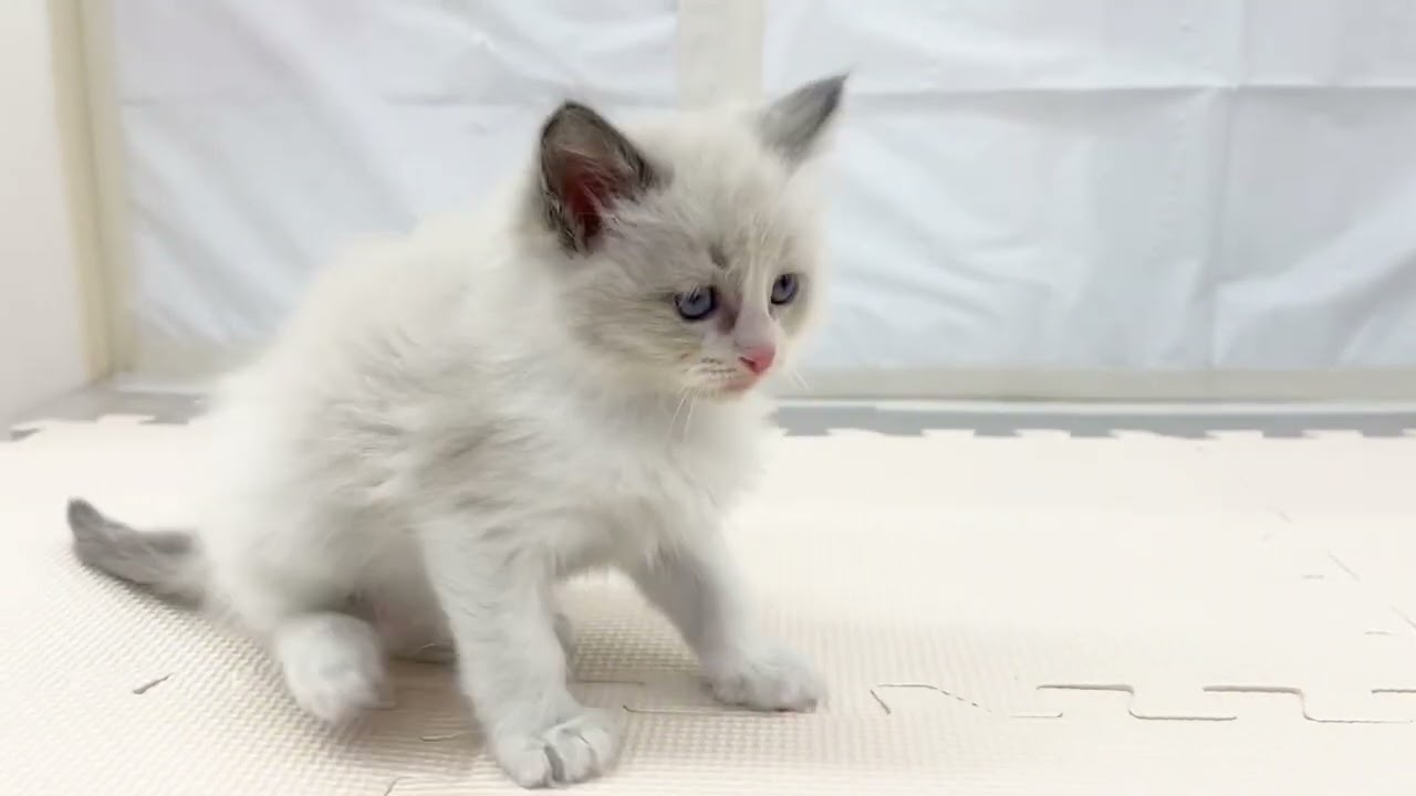 【ラグドール】青い瞳が美しすぎて尊い…♡イケメンまっしぐらの子猫がやってきた！！
