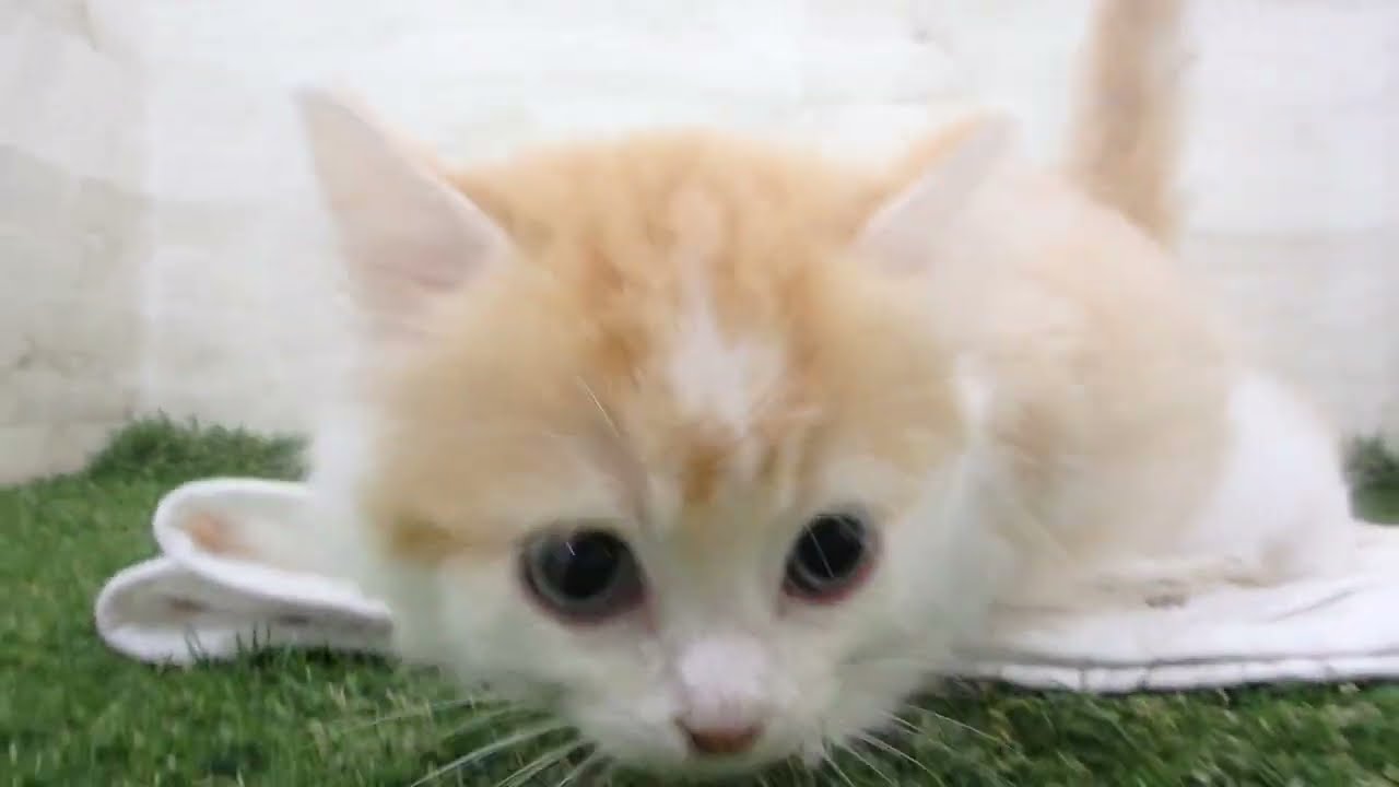 ペットショップcoo&riku No.00660880 ラガマフィン