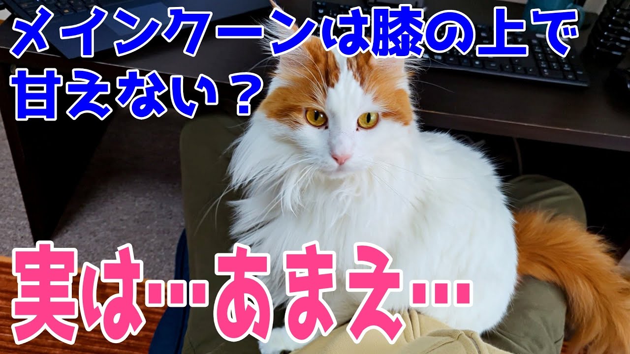 メインクーンは膝の上で甘えないって噂なので我が家のメインクーンで検証してみた結果ｗ