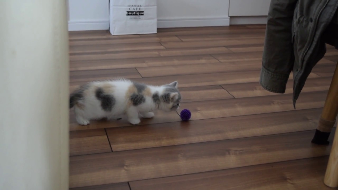 セルカークレックスとボール