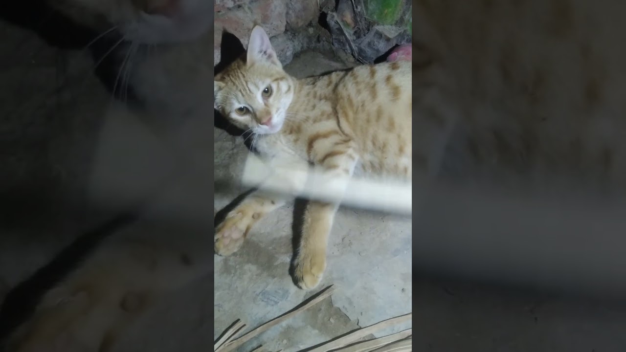 cute cate brown cat cutoo  #catcute #cat #awww #catlover #catoo