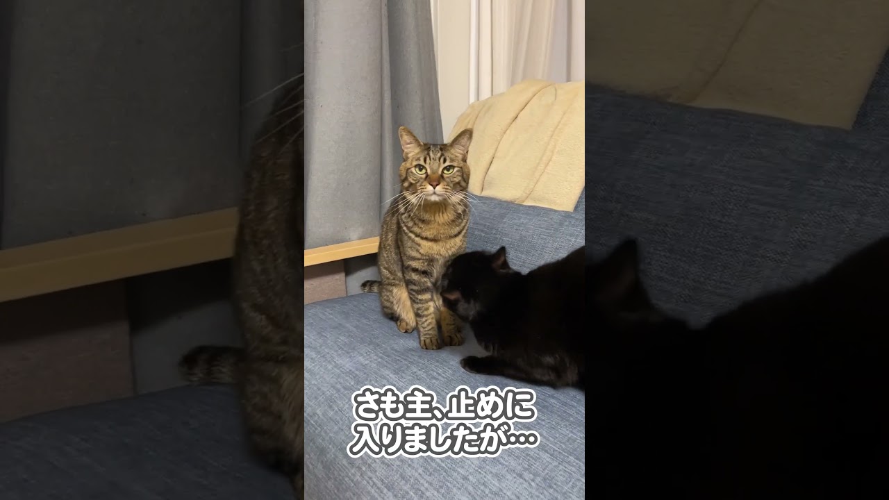 【喧嘩】衝撃の結末に、なりました…