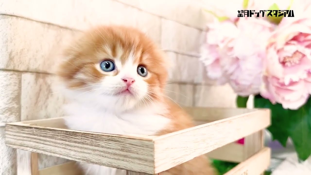 スコティッシュフォールド子猫(折れ耳)2023年11月28日生まれ