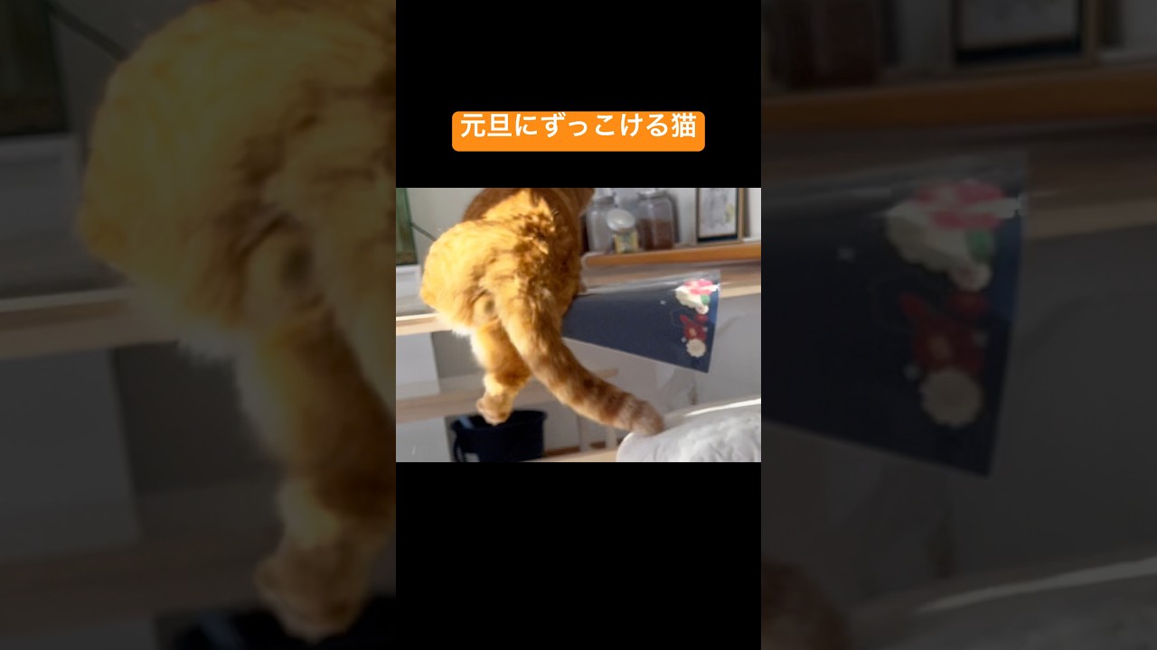 元旦にずっこける猫 #猫 #マンチカン #shorts