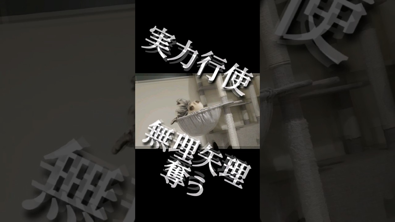 【猫の多頭飼い】我が家の猫たちの序列とは🐈️ #cat #ねこ #ラグドール #ragdoll #猫 #保護猫 #ねこのいる生活 #アメショ #アメリカンショートヘアー #shorts