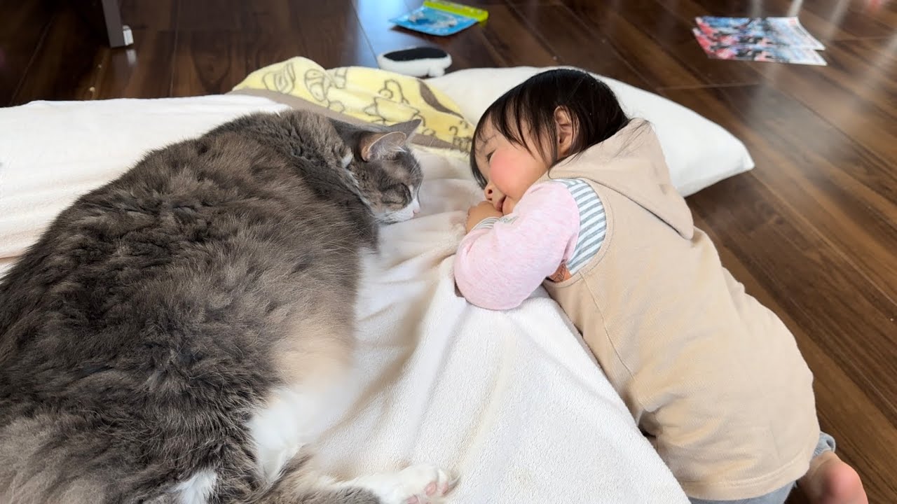 飼い主の上で寛いでいる間は、2歳児が触るチャンスとバレている猫　ノルウェージャンフォレストキャットNorwegian Forest Cat. Ragamuffin.
