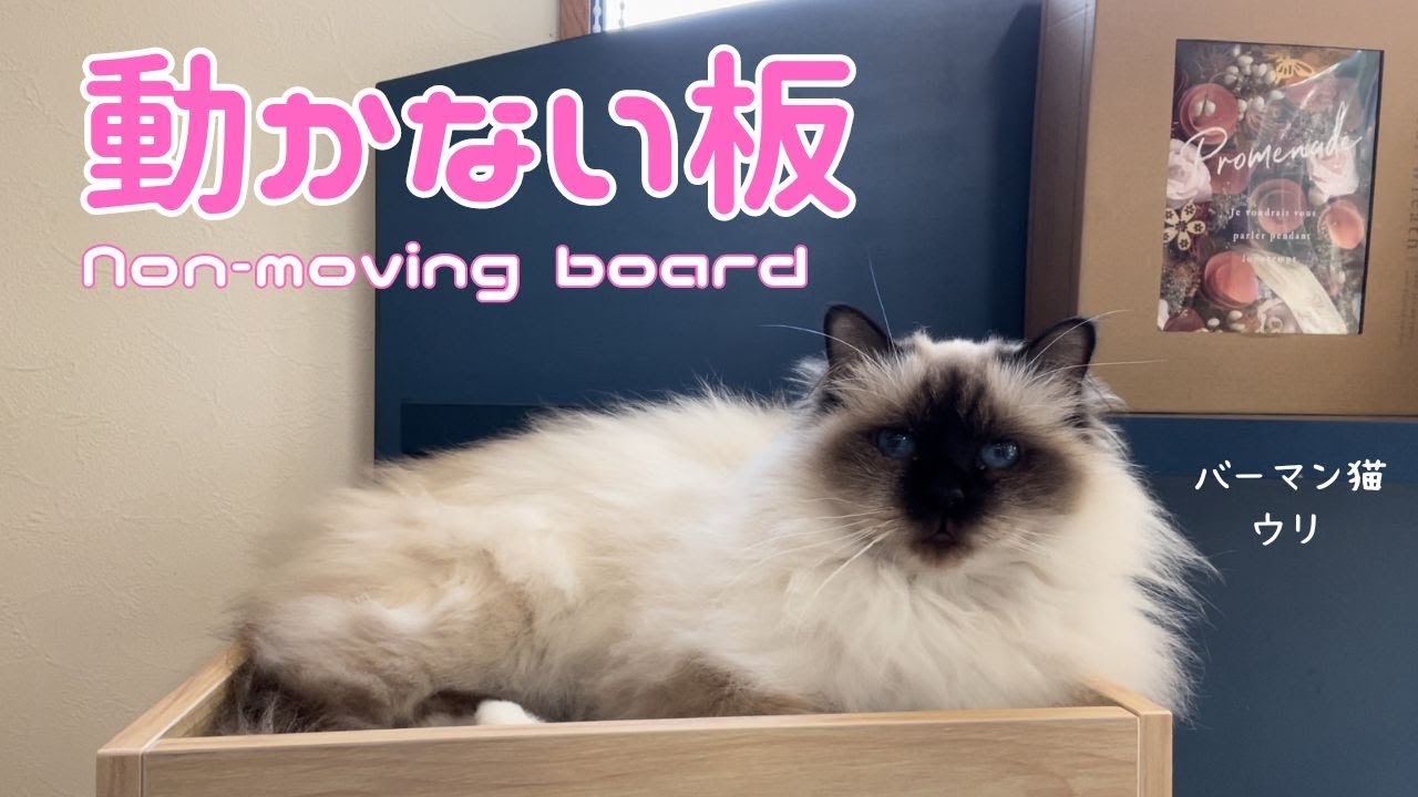 バーマン猫ウリ【動かない板】Non-moving board（バーマン猫）Birman/Cat