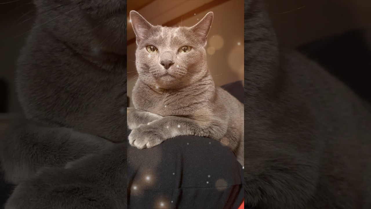 【ロシアンブルー】めろんyogiboでまったり🥰【猫】#shorts