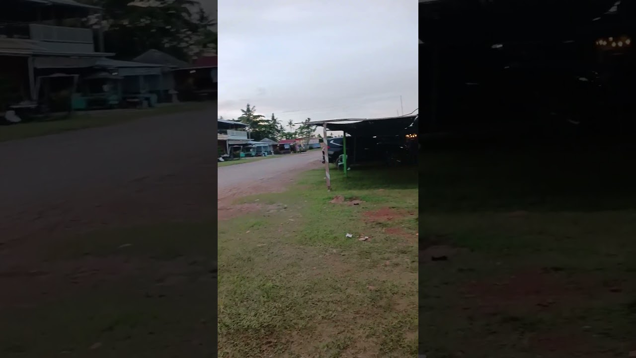 Brown Cat, Somewhere in the Beach 🏖 #cat #shortvideo #kucing