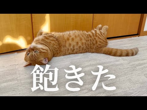 遊んでたおもちゃに突然興味を失う猫 #猫 #マンチカン