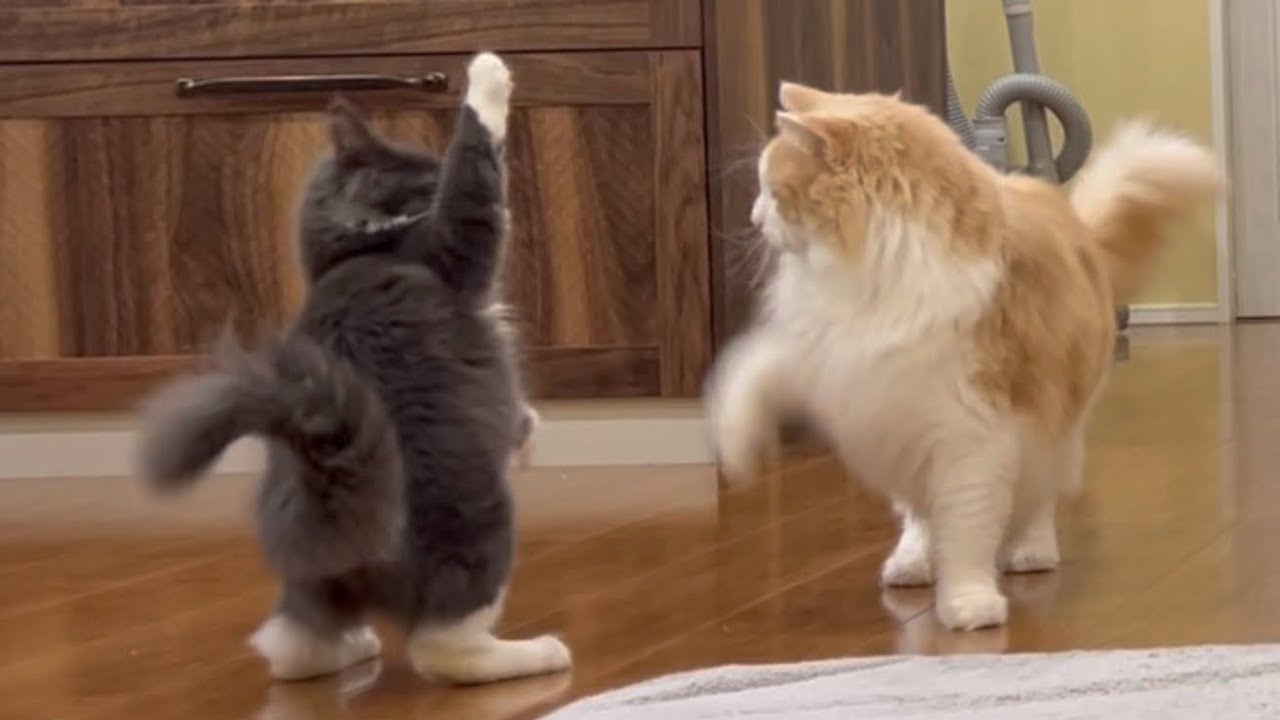 【突撃‼︎】ピョンピョンしながらお兄ちゃんの目の前に姿を現す、仔猫ターキッシュアンゴラがおもろすぎwww