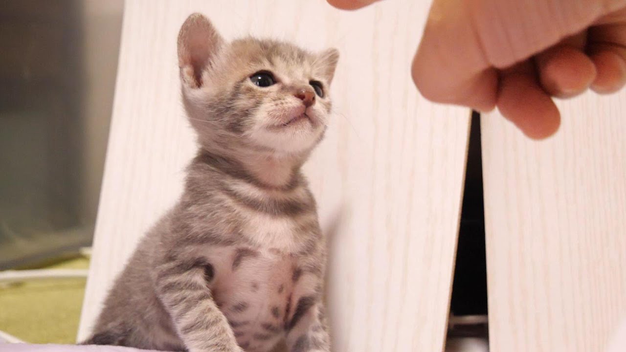 子猫達のじゃれ合いに入ろうとする先輩子猫がやってくる？【赤ちゃん猫　保護猫】
