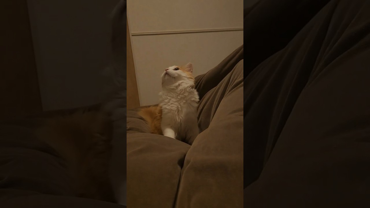 電気が消えた #cat #ラガマフィン #ragamuffin #猫 #猫のいる暮らし