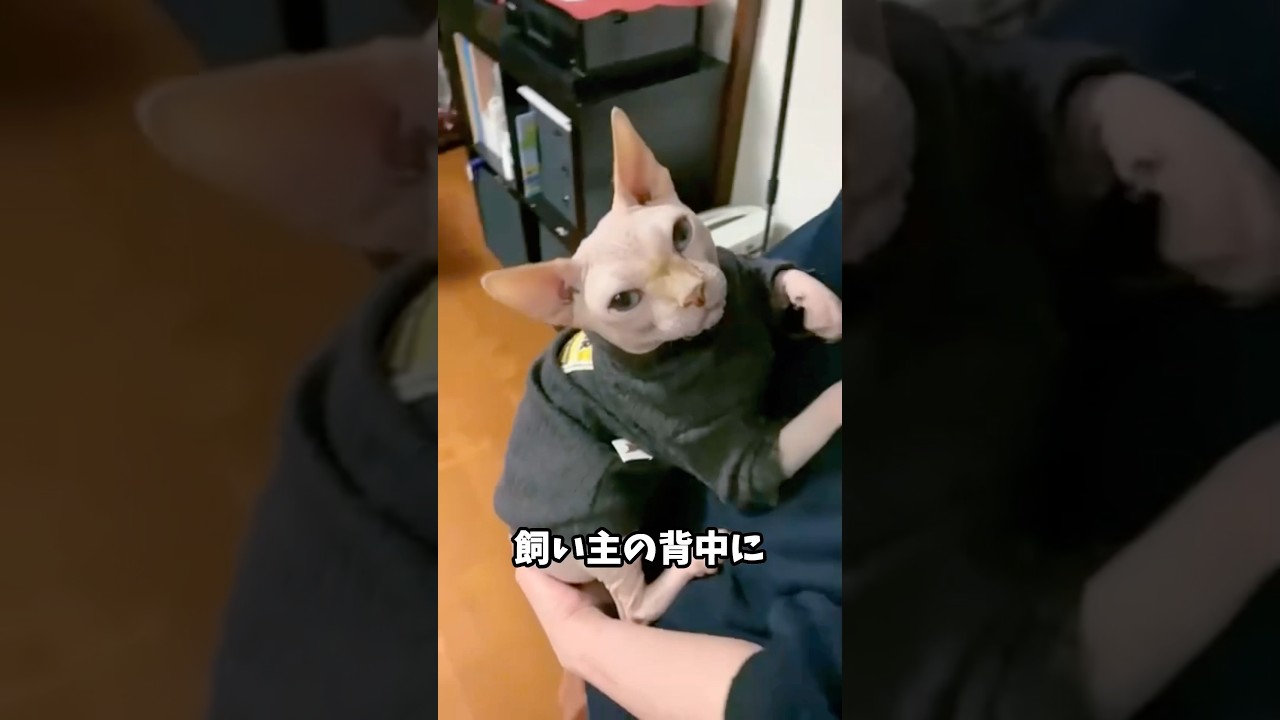これ、最高です。 #スフィンクス猫 #毛のない猫 #shorts