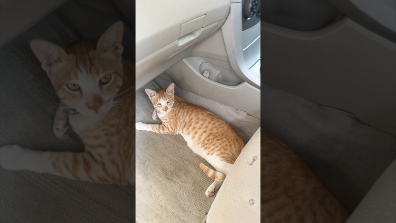 It’s always the brown cats 🐈😂 #youtubeshorts #youtube #viral #cat