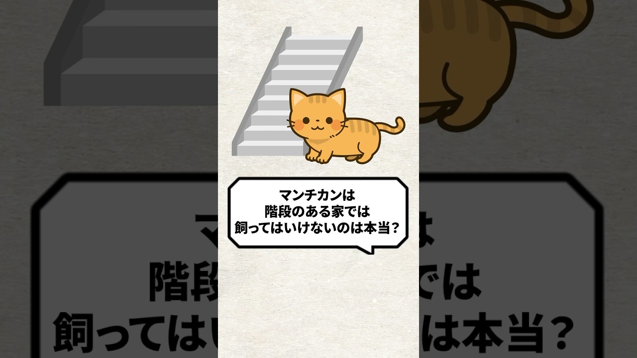 Q：マンチカンは階段のある家では飼ってはいけないって本当？ #猫 #猫になりたい #マンチカン