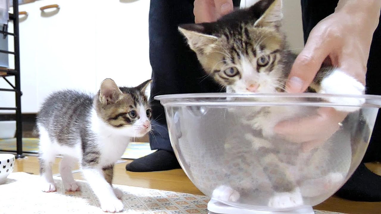 子猫が体重計から落っこちてしまいました💦【赤ちゃん猫　保護猫】