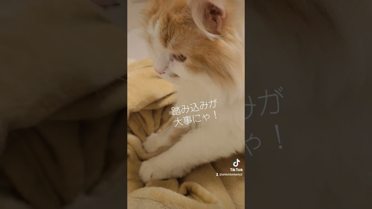 ピアニストしらたまのふみふみ#ラガマフィン #猫のいる暮らし #shorts