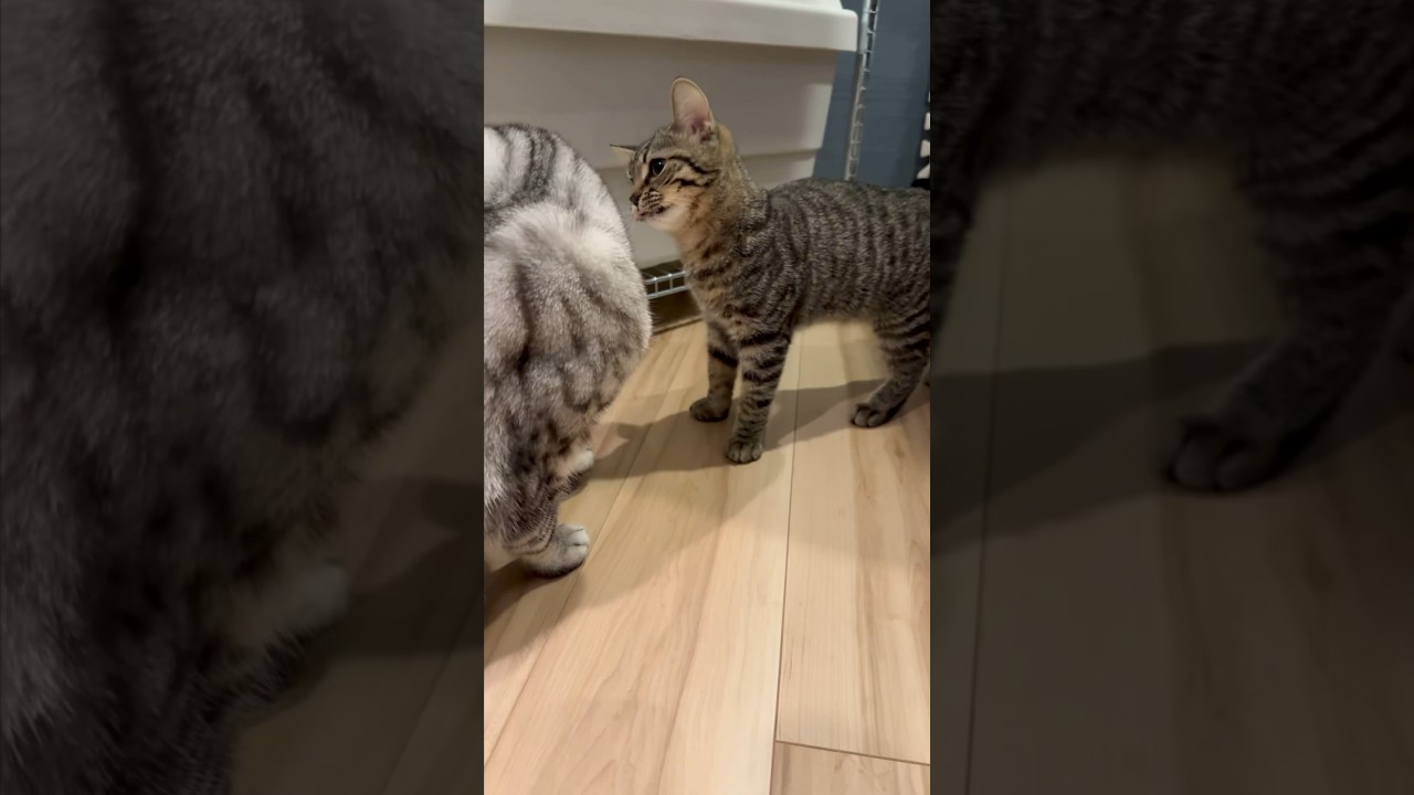 【猫動画】兄猫にご飯を食べられてブチキレる妹猫...笑  #shorts