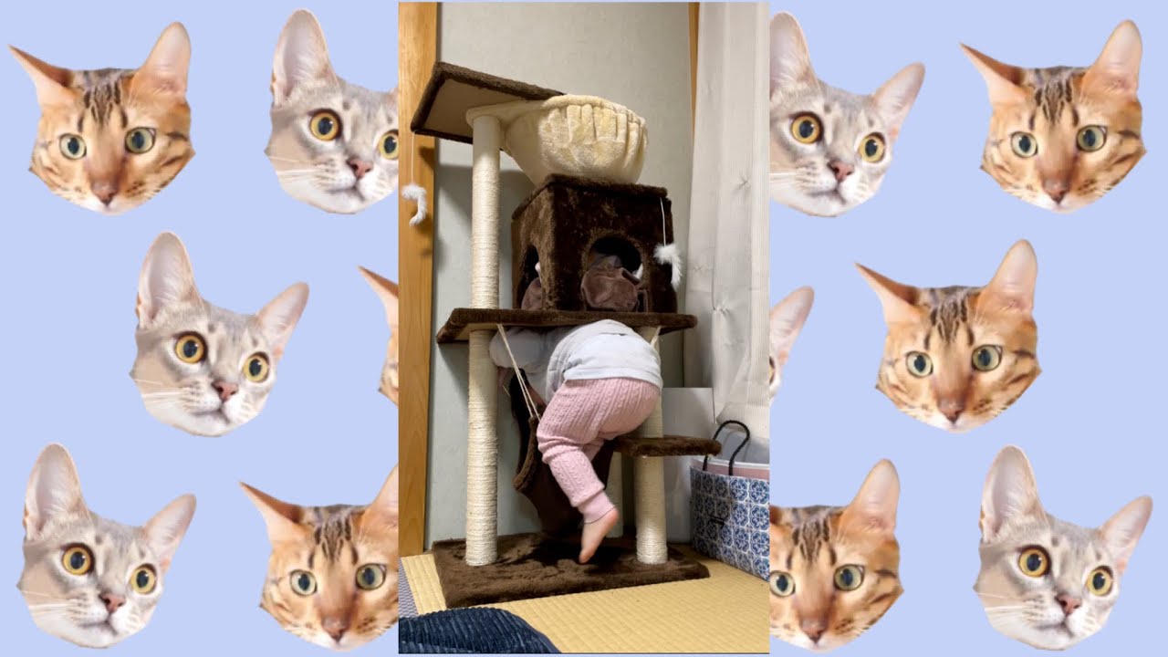 私のキャットタワー壊さないでね…（ベンガル猫とアビシニアン）#shorts