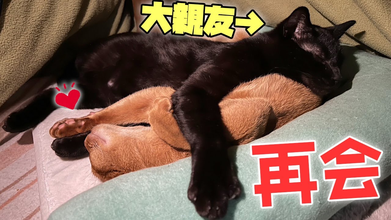 お正月に大親友の黒猫がやってきて大はしゃぎする子猫が可愛すぎましたwwww