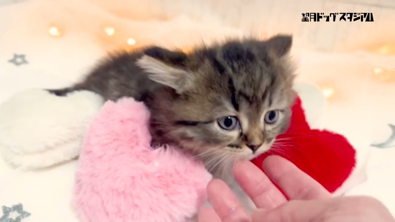 マンチカン子猫 (短足) 2023年12月7日生まれ女の子 紹介動画