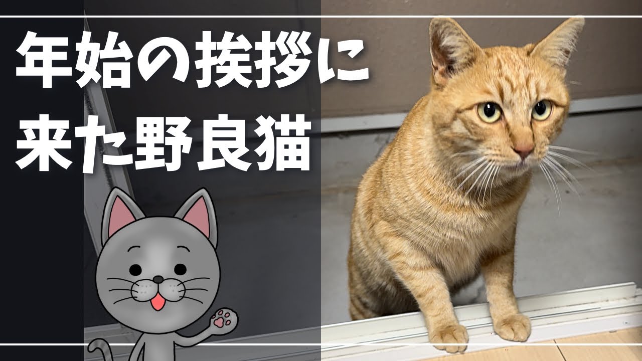 「いないいないばぁ」をしてくる野良猫がかわいいｗ【ロシアンブルー】