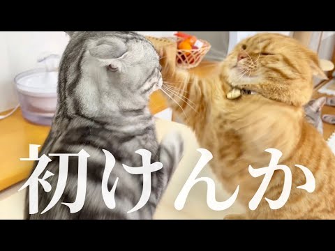 息子を挑発し続けたら遂に怒られた茶々パパ #猫 #マンチカン