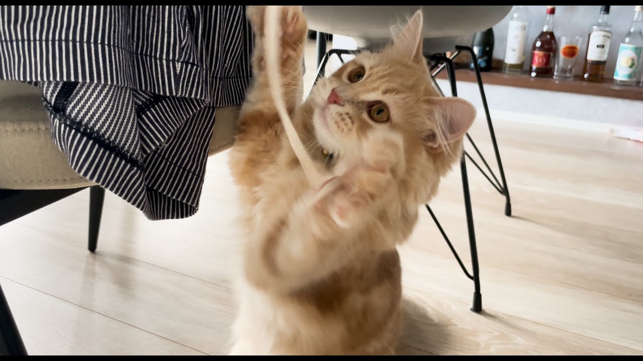 【クイズ】サイベリアンの子猫時代は子グマみたいで可愛い😻