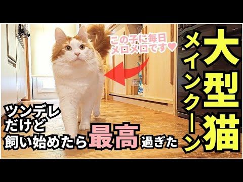 大型猫メインクーンが中心になった家族の日常
