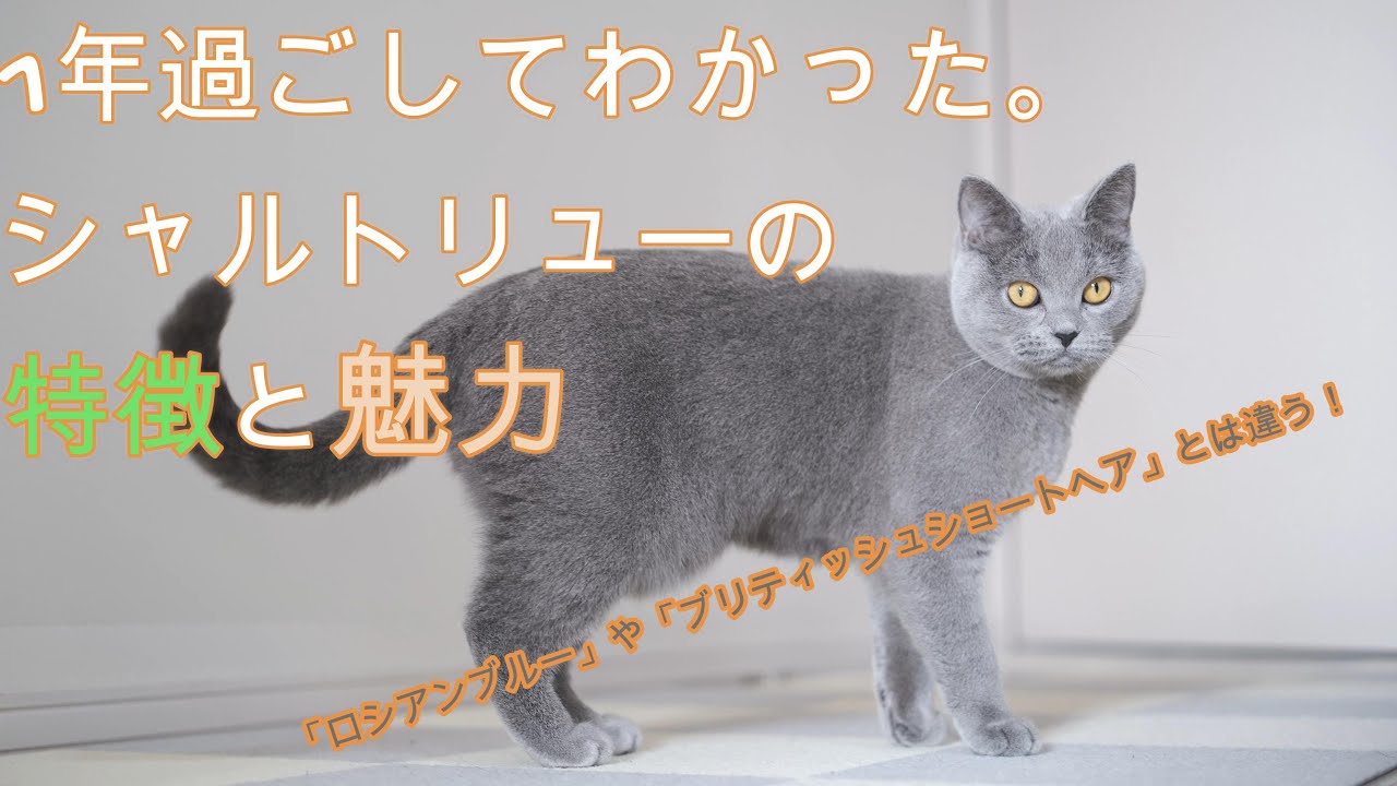 1年過ごしてわかった。シャルトリューの特徴と魅力