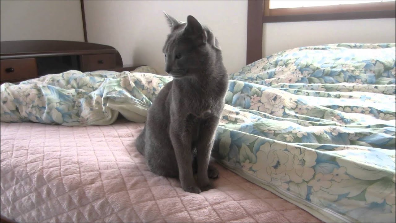 寝起きのかわいい、ロシアンブルー。