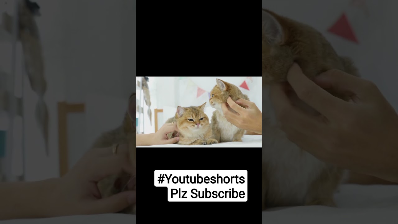 Brown Cats 😺 Enjoying with the owner 🤣 Funnycat videos.....