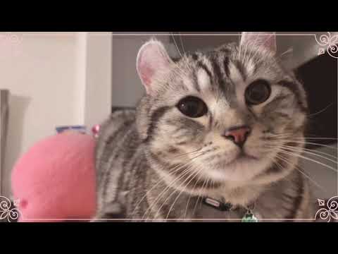 『アメリカンカール☆のり太』ダラダラ過ごす猫の何気ない日常( *´艸｀)