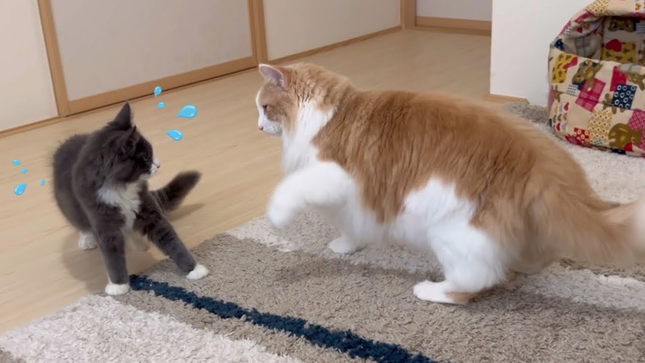 【ケージなし対面】お兄ちゃんと遊びたいけど、ちょっと怖い仔猫ターキッシュアンゴラ♡