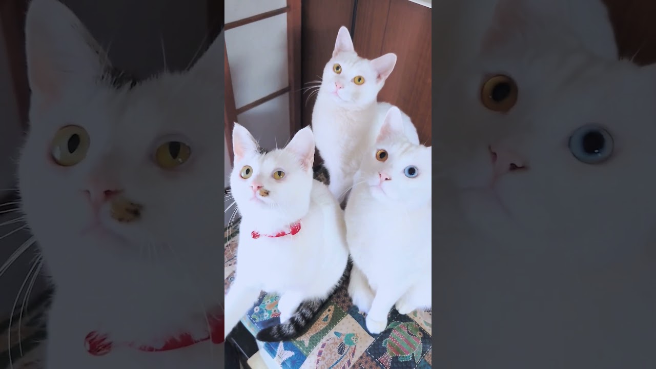 【猫動画】上が気になる猫達