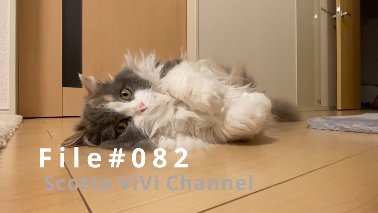 File#082〜リビングでまったりする長毛スコティッシュフォールド〜