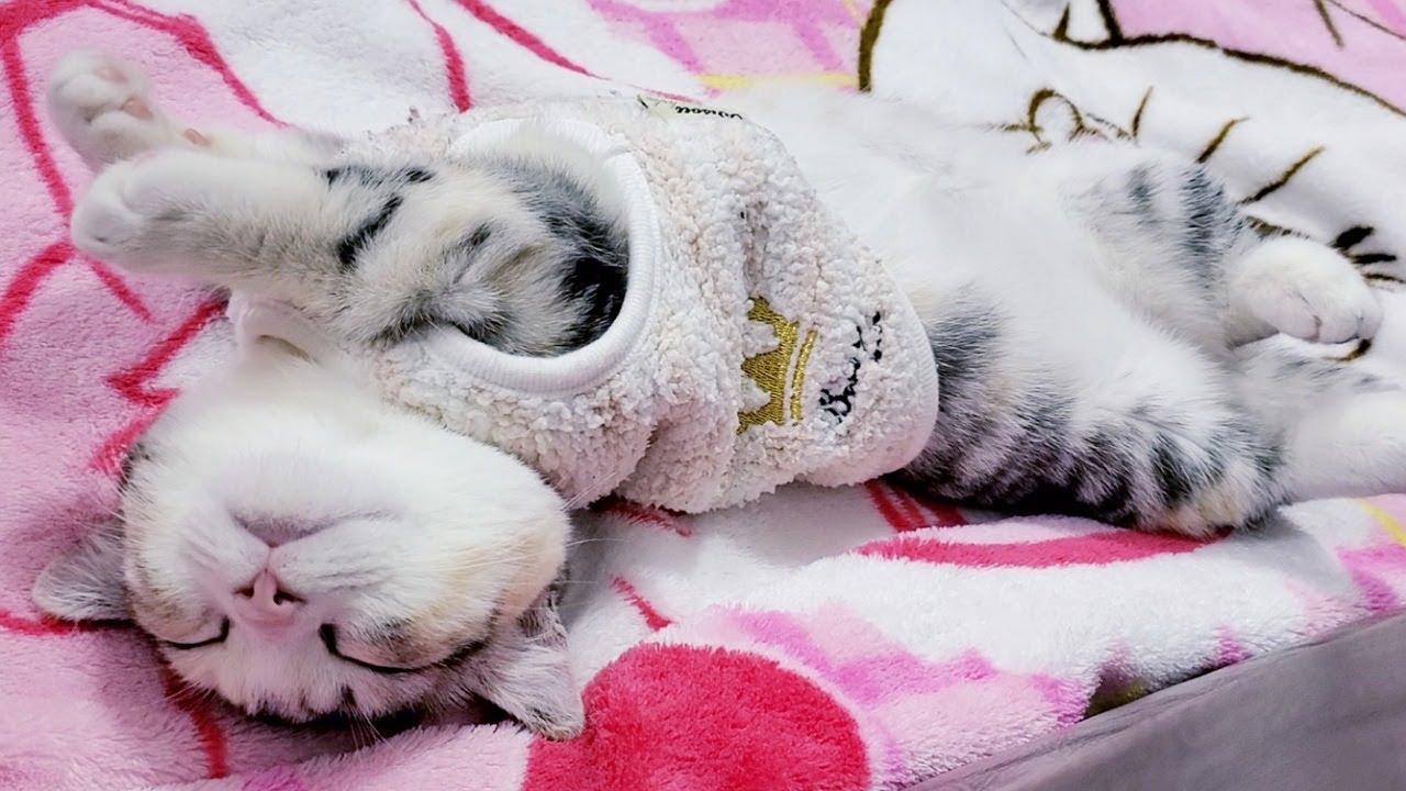 [子猫] 子猫の寝顔がかわいすぎです！！  #54
