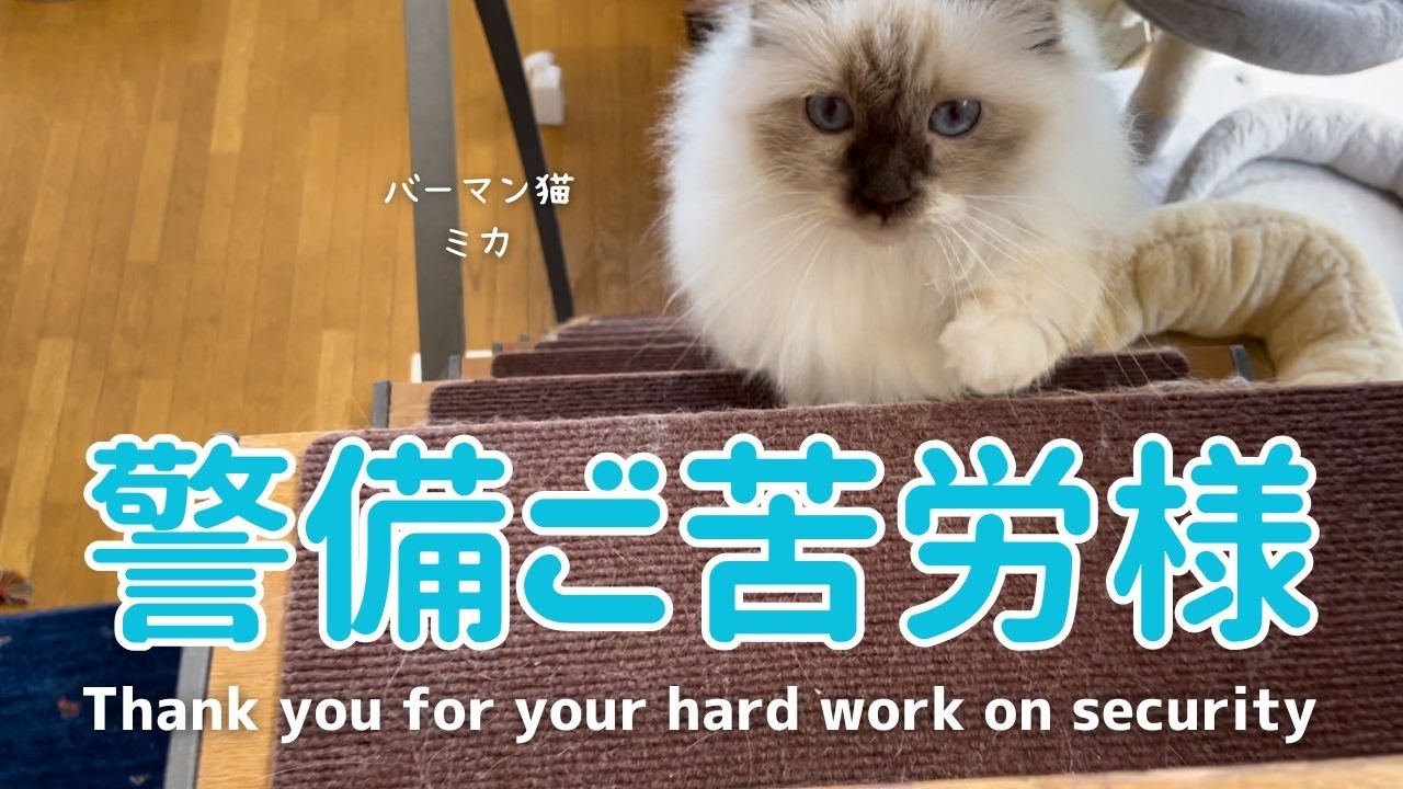 バーマン猫ミカとラフ【警備ご苦労様】Thank you for your hard work on security（バーマン猫）Birman/Cat