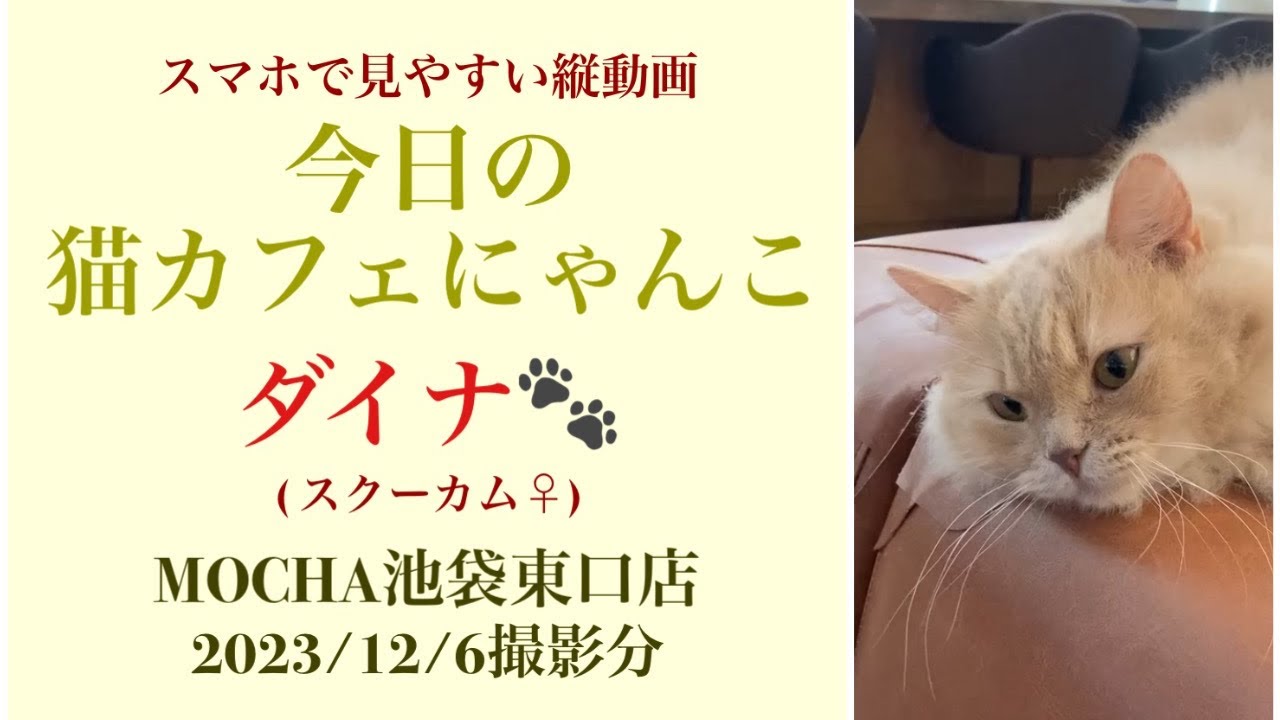 猫カフェモカ池袋東口店　【ダイナ】　(スクーカム♀)　2023/12/6 撮影分　#cat　#ねこ　#catcafe 　#ねこカフェ