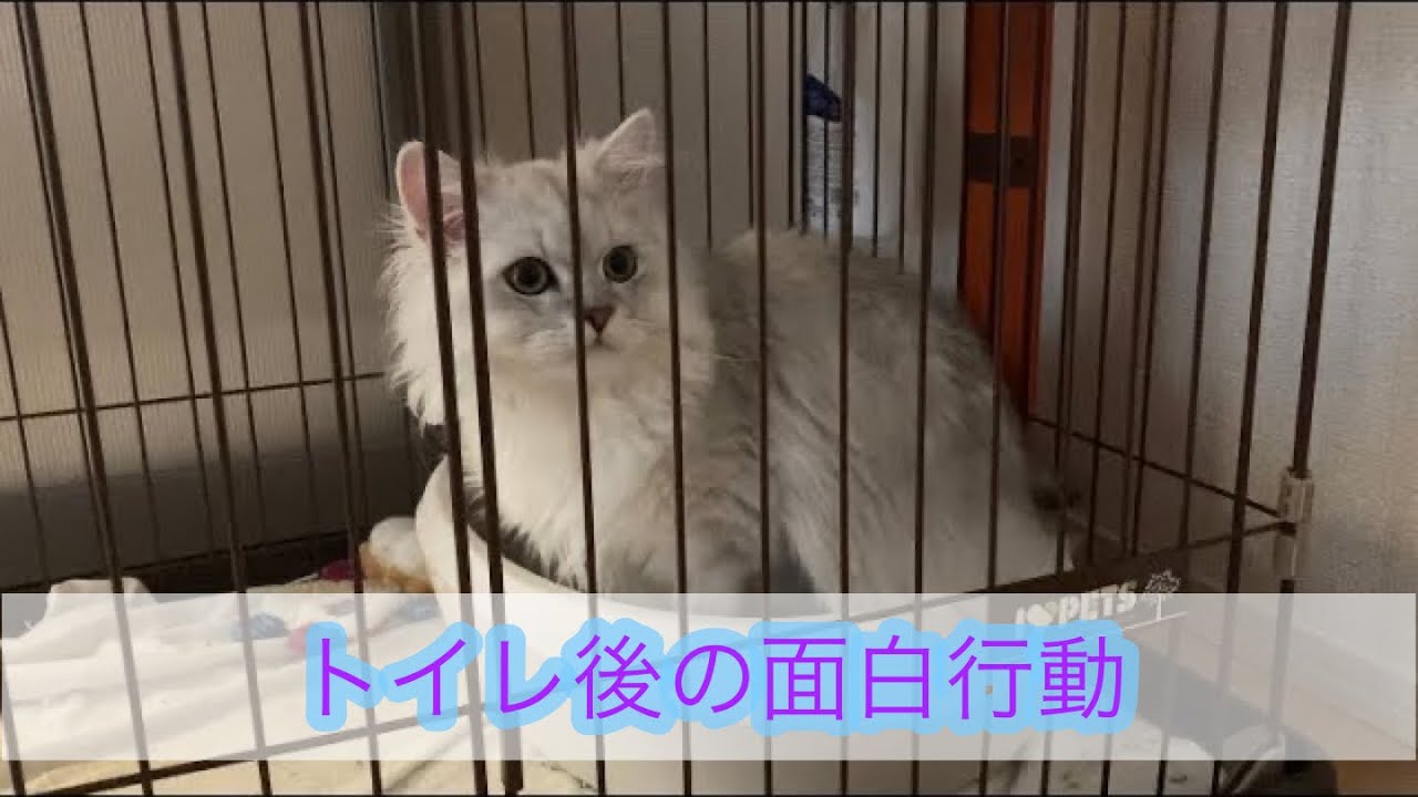 ペルシャ猫トイレの謎ルーティン