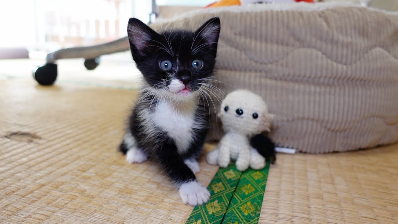 はじめてカリカリに挑戦した子猫