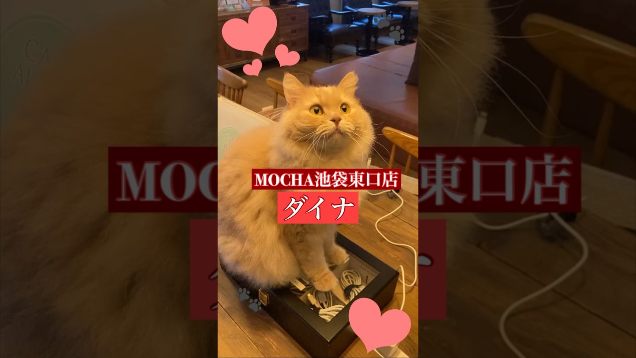 猫カフェモカ池袋東口店　【ダイナ】　(スクーカム♀)　2023/12/6 撮影分　#cat　#ねこ　#catcafe 　#ねこカフェ