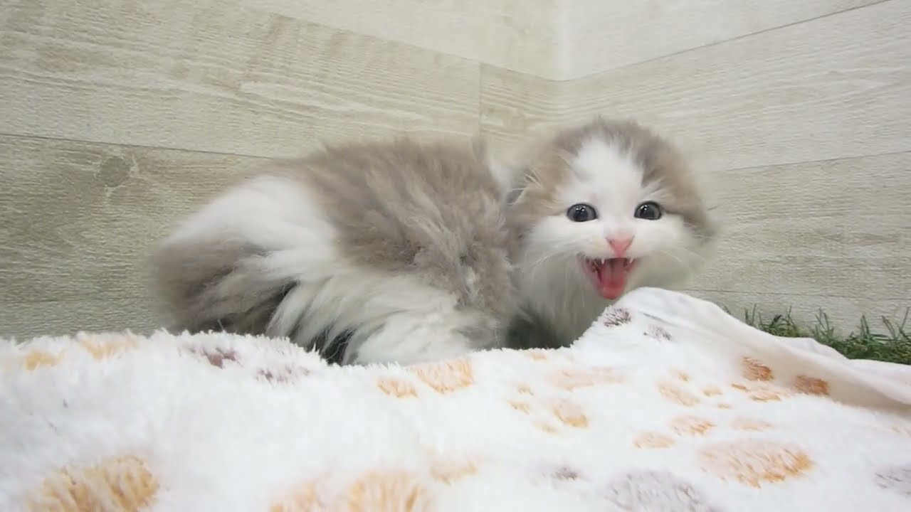 Coo&RIKU　No00659545 スコティッシュフォールド