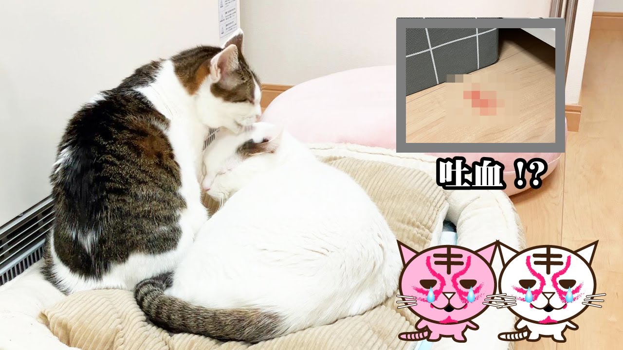 猫の吐血でゾッとした１月
