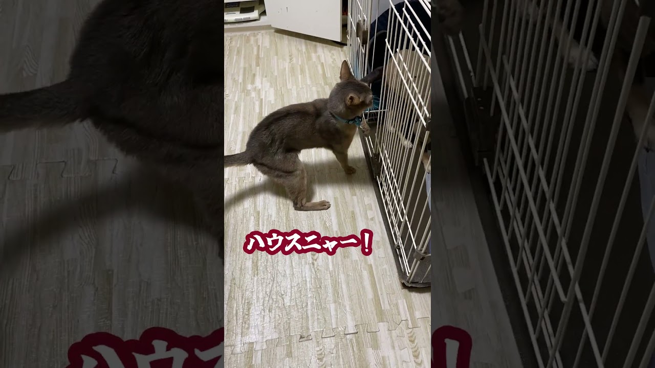 (アビ&チワワ) 犬をゲージに押し込む猫 #shorts #アビシニアン #チワワ